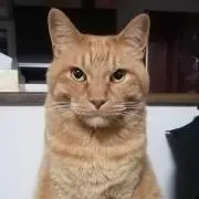 よなっち
