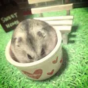 だんご