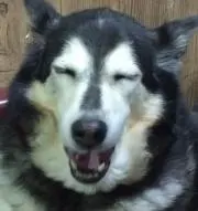 サトシ
