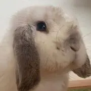 おもち