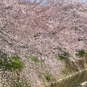 パルラッチの画像