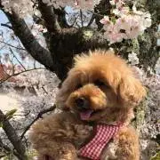 ひー