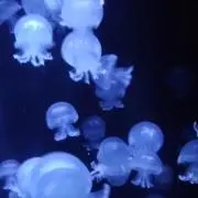 YN