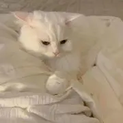 ☆ プロフ必読の画像