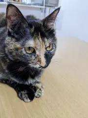 ゆめちゃんの画像