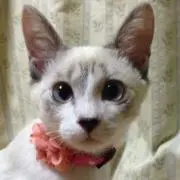 ☆deanna☆の画像