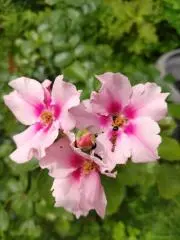 Image of ぴの