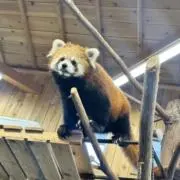 うずらの画像