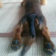 ののなり