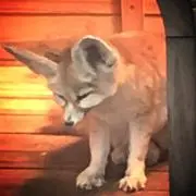 エノエノの画像