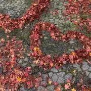 ぽんすけの画像