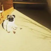 てつやの画像