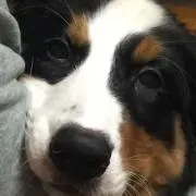kiyon