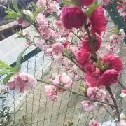 まるの画像