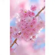 ことみ