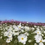 motoの画像
