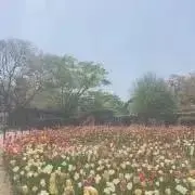もなの画像