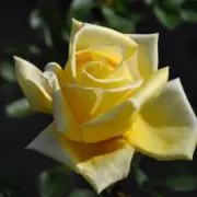 黄色い薔薇の画像