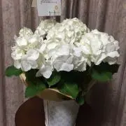 8/26まで発送不可SAKURAの画像