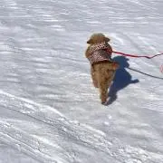 chimの画像