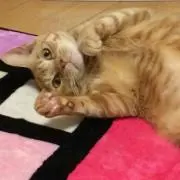 最初にプロフィール確認お願いします