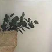 su_unの画像