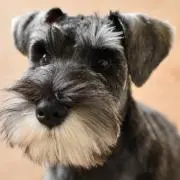 やちの画像