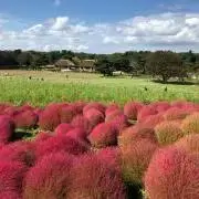 なーきよーんの画像