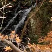 キンの画像