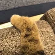 nottanの画像