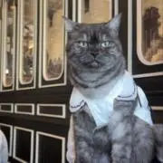 ネコネコの画像