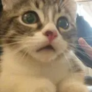 柊菜