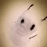 とらこ