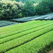 丸五製茶 93歳の五一が作る美味しいお茶の画像