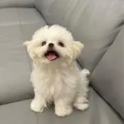 mtoの画像