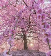 いろはの画像