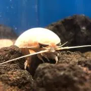 たこの画像
