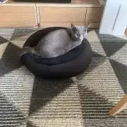 よつばの画像