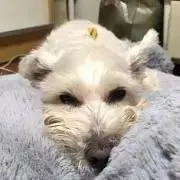 ぺぺの画像