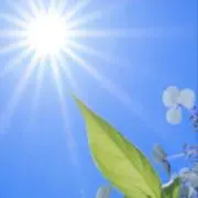 HAREOの画像