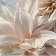 OHANAの画像