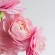 SHOW　※プロフィール読んでくださいの画像