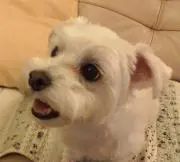 ariari