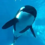 まめの画像