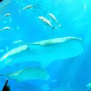 ファービーの画像