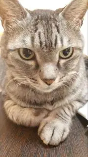 ふじの画像