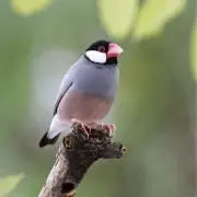 シロの画像