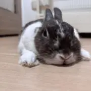 まるちゃんの画像