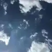 アボカドの画像