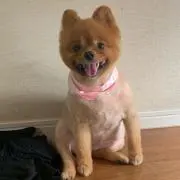 ピーチティー